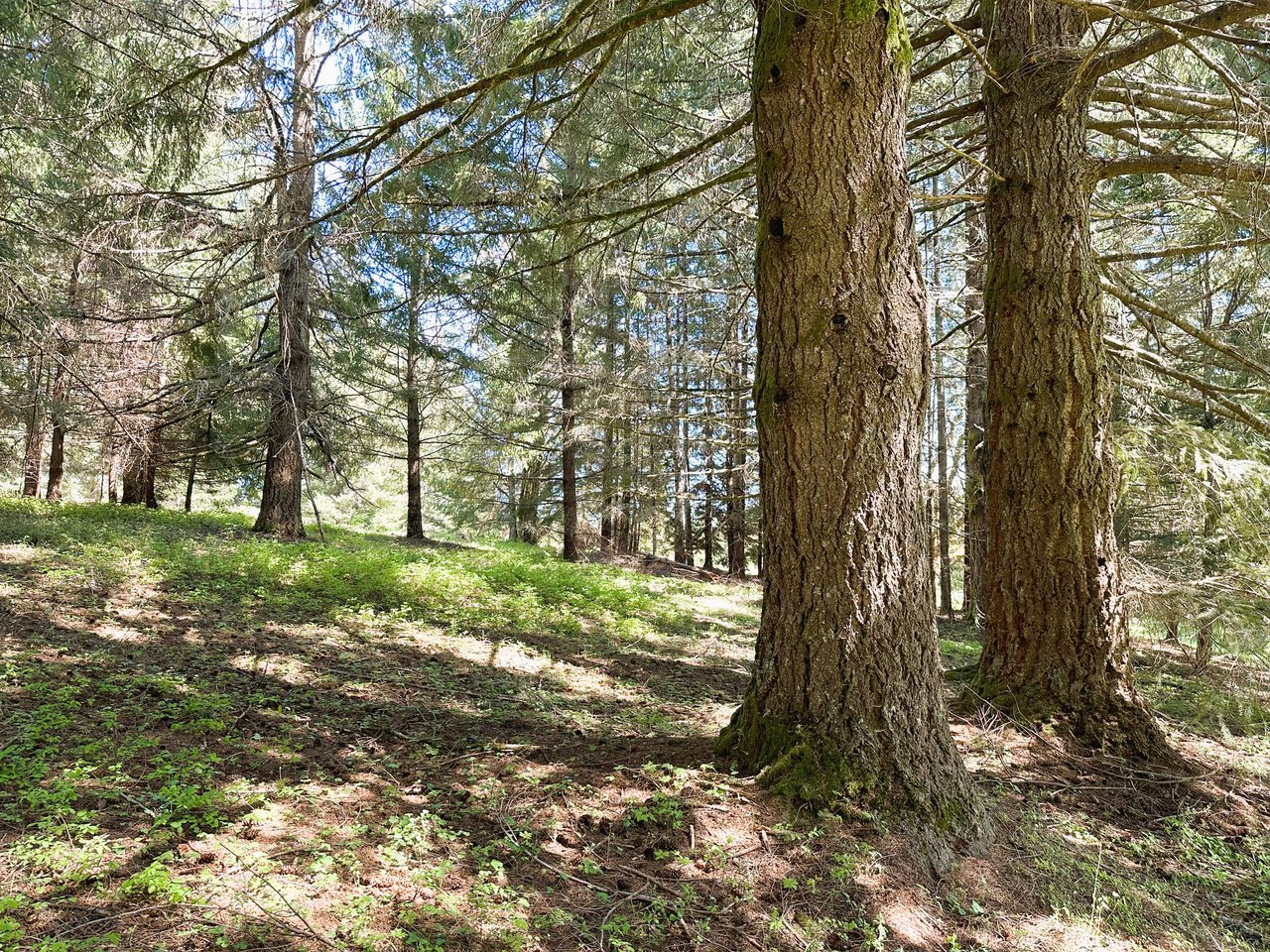 Panther Creek Homestead