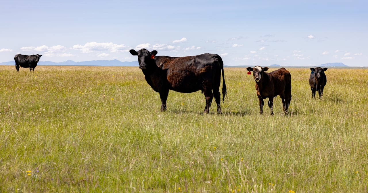 Hauck Coulee Ranch
