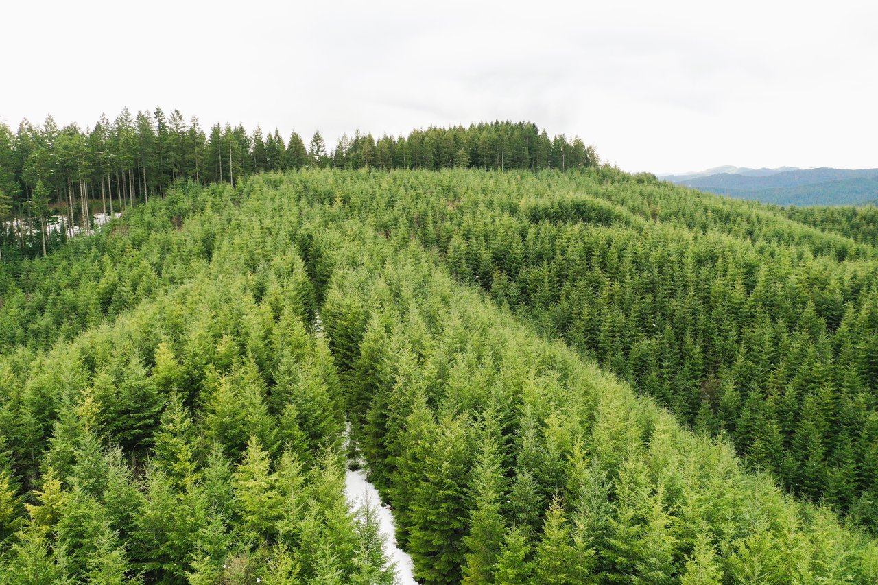 ARC Woods