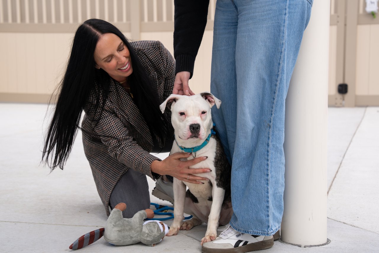A woman crouches beside a white-and-black shelter dog as another person pets it.
