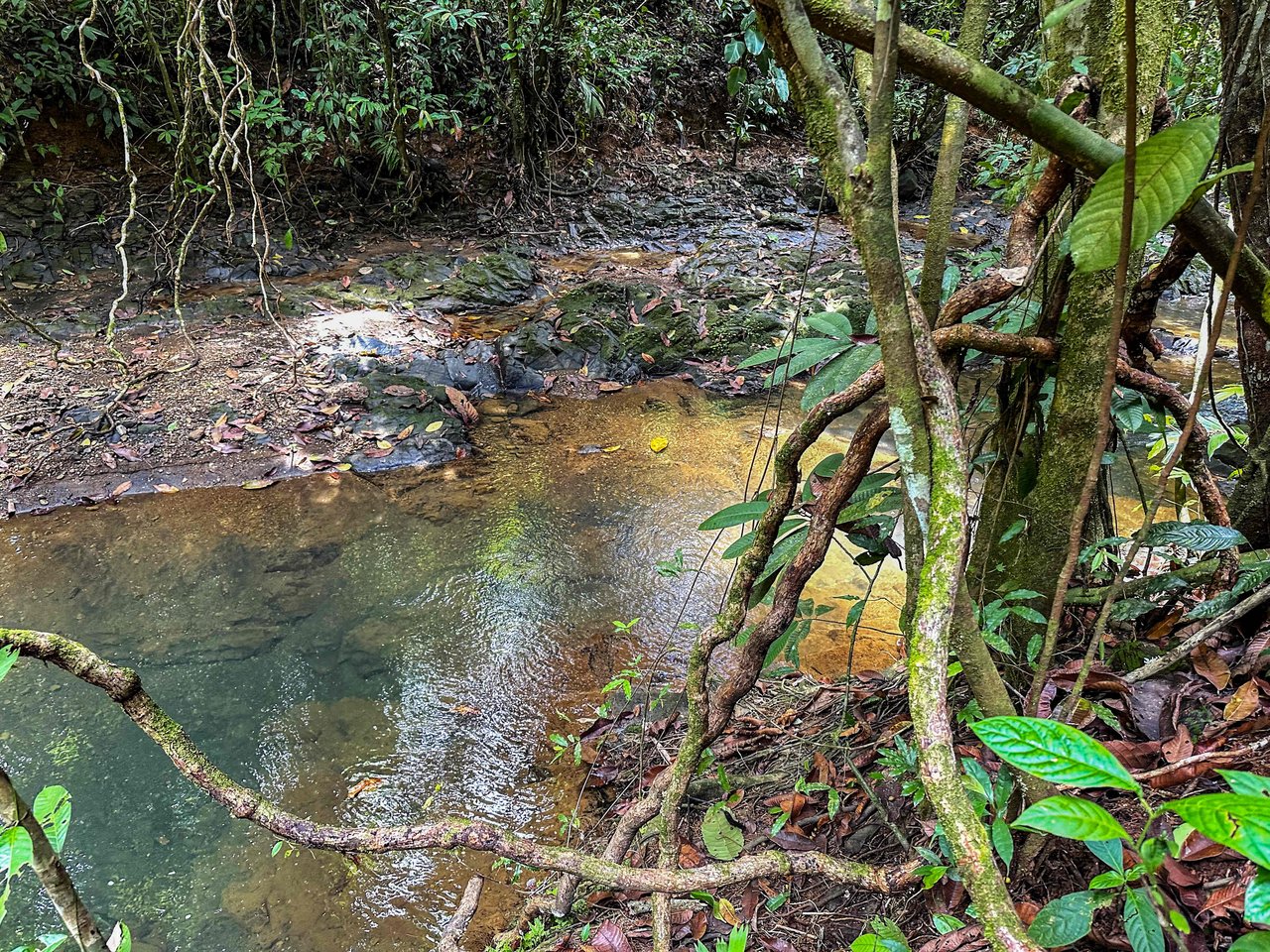 A 1-bedroom loft PERFECT for a couple or an Airbnb rental – plus a HUGE jungle backyard with a year-round river and many magical swimming holes – and a lot of flat land for further development!