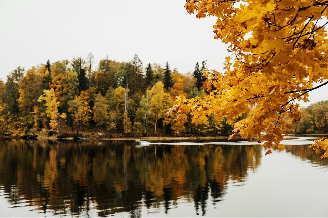 Autumn trees with golden leaves frame a calm lake and its reflections.