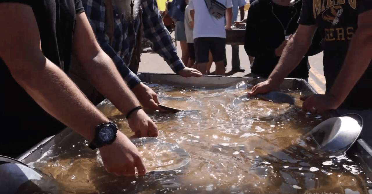 A Colorado Classic: Inside Cripple Creek’s Donkey Derby Days