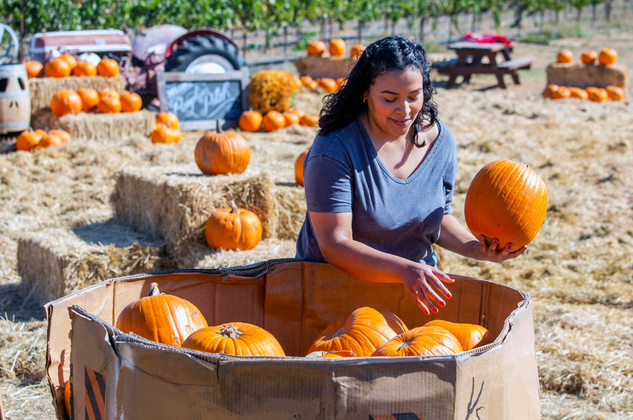 The Ultimate Guide to Sonoma County Pumpkin Patches in 2025