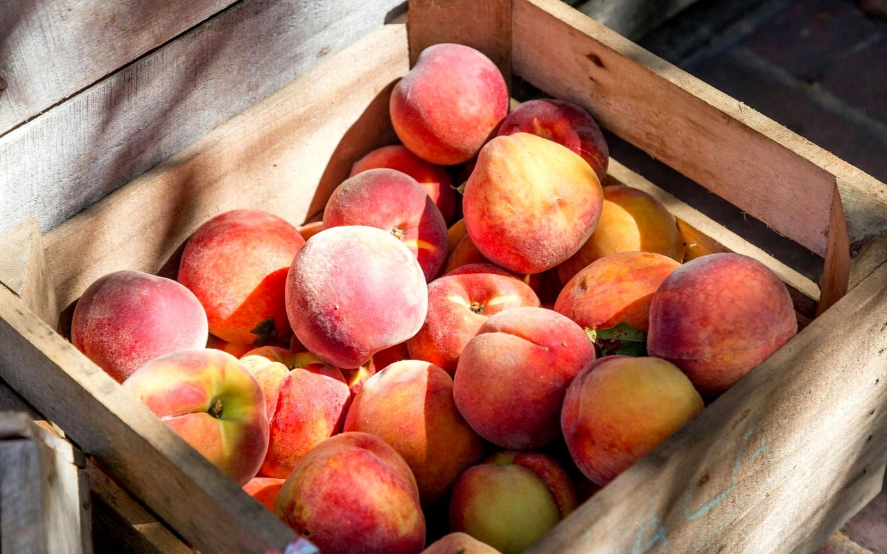 The Gilbert Farmers Market: Your Guide to the East Valley's Best Weekend Market