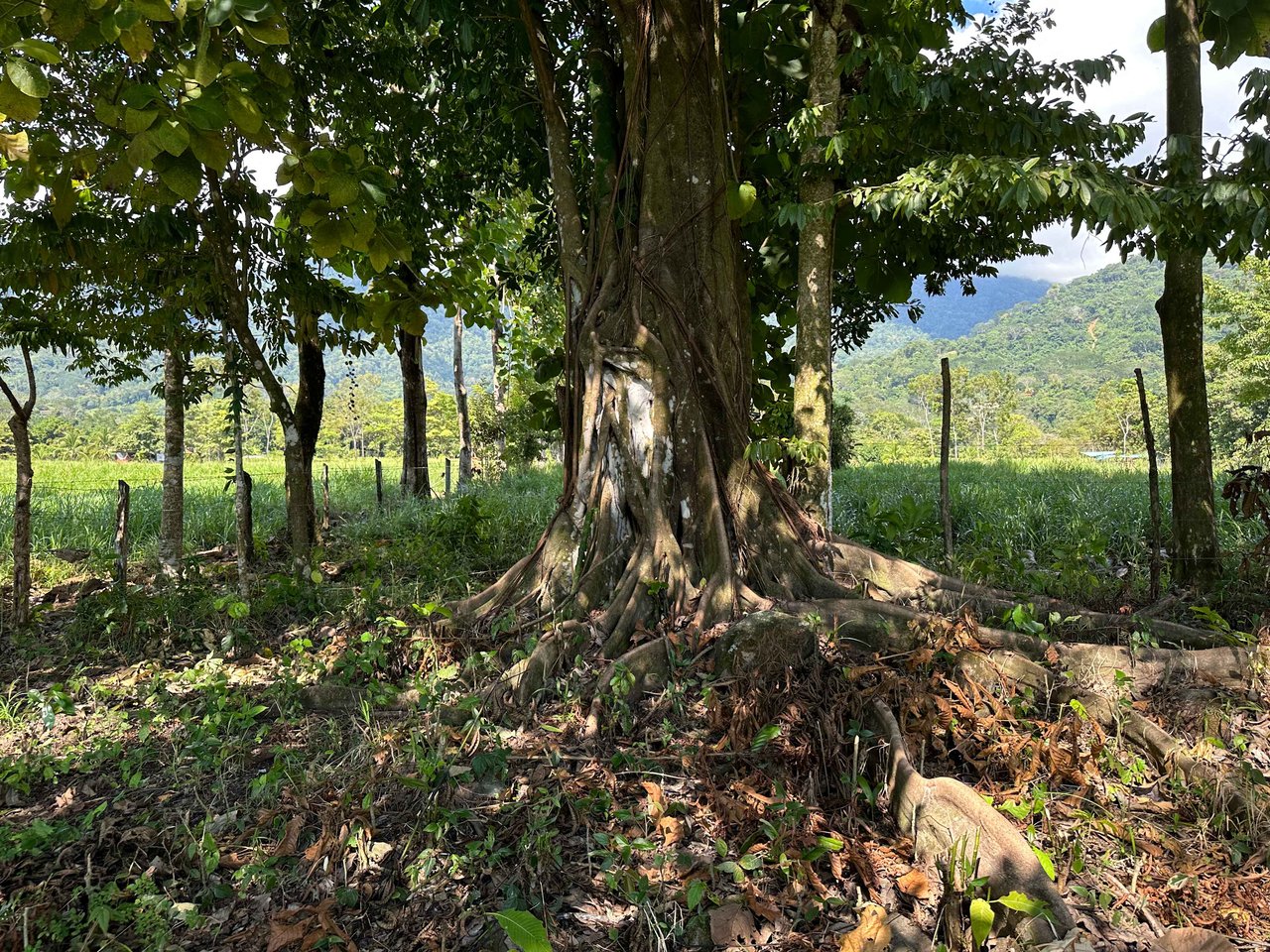 Over 3 Acres, Mountain View Lot in the Heart of Ojochal, Ready for Development!.