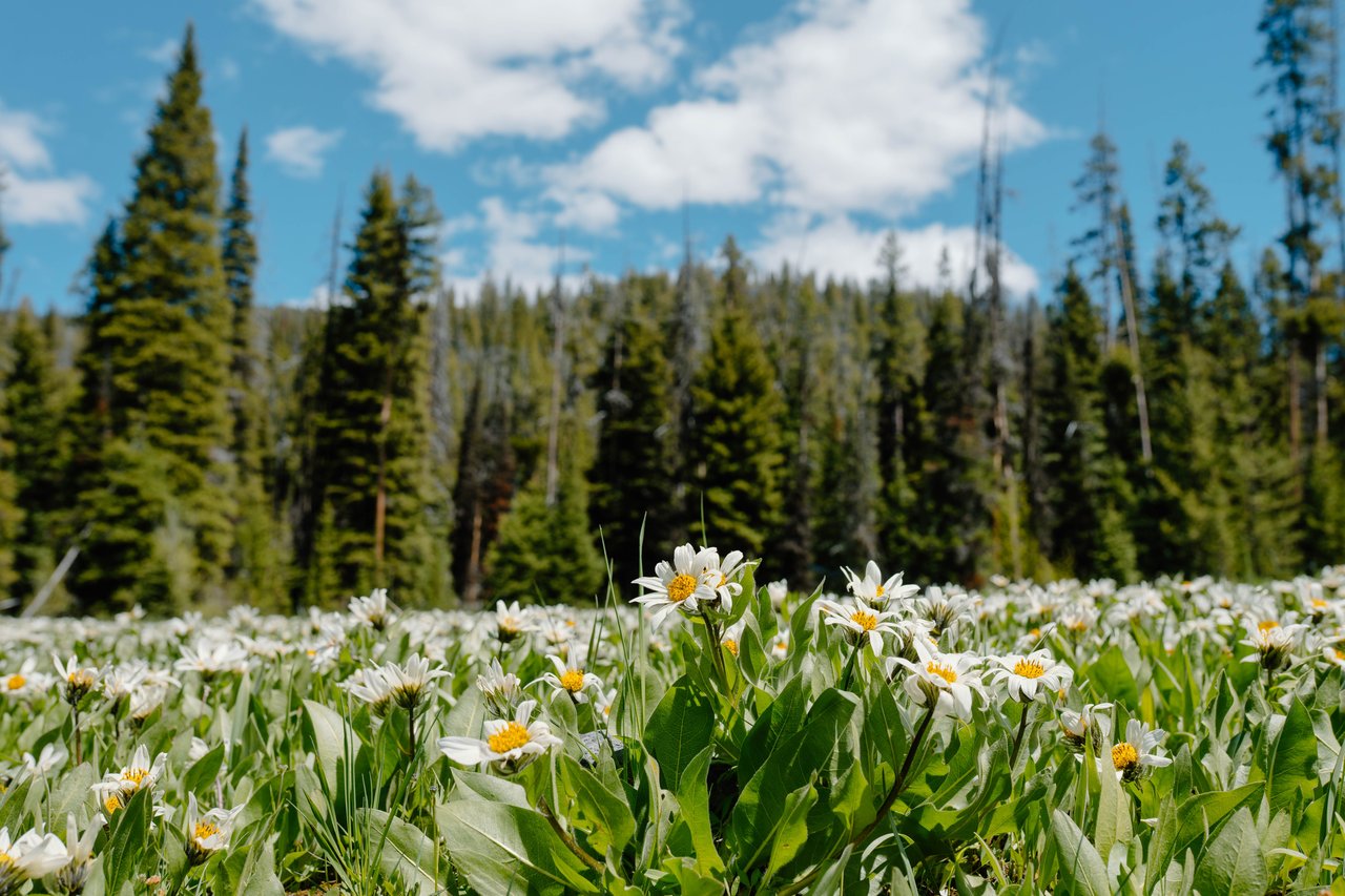 Schweitzer Mountain Resort