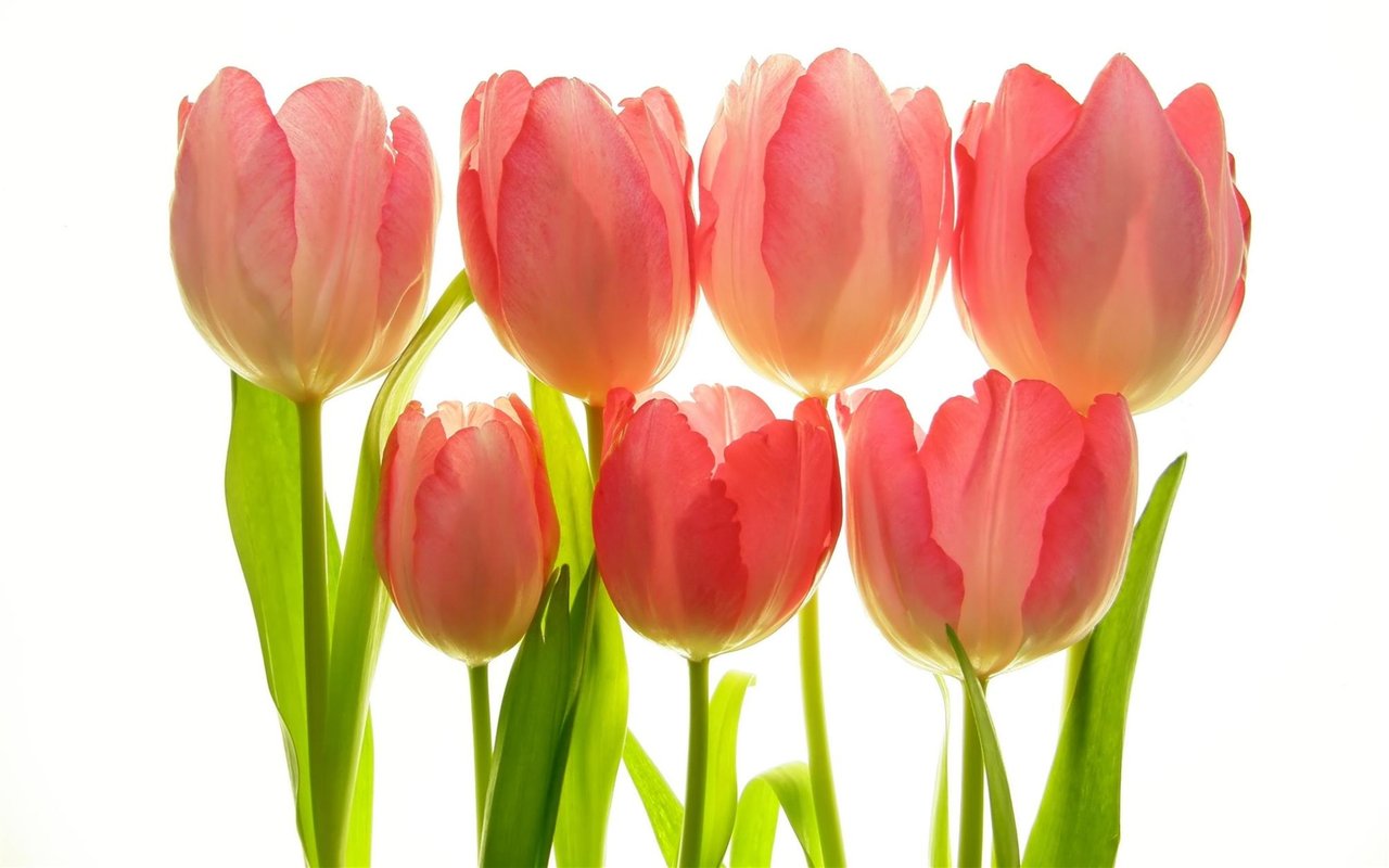 4 Things To Expect from the Spring Housing Market
