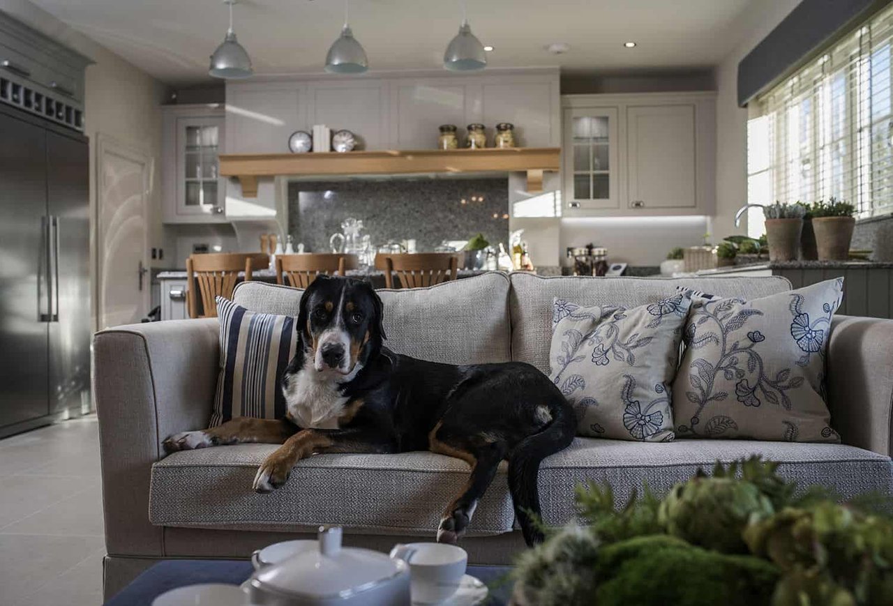 Designing Pet-Friendly Living Spaces