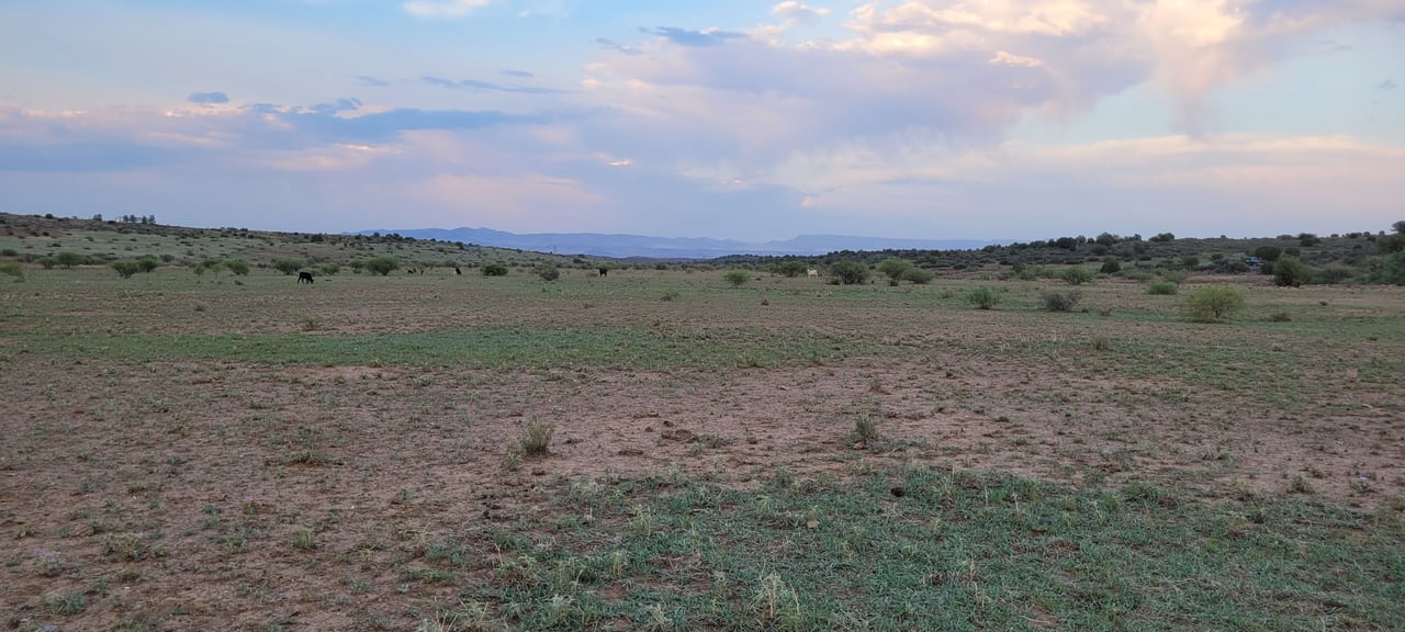 Blue Bell Quarter Horses