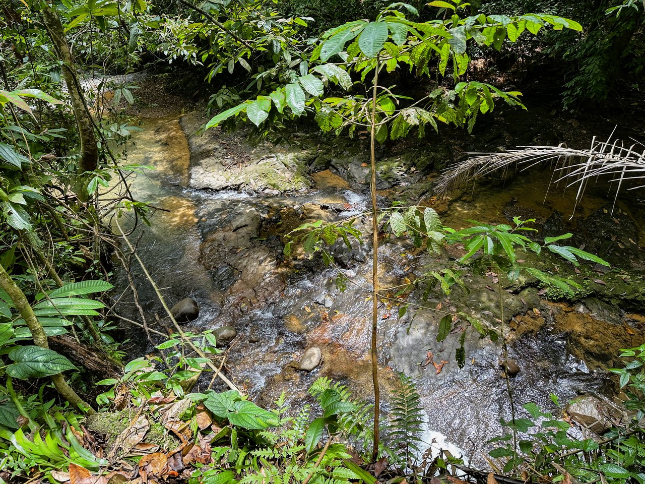 Jungle River Retreat with Airbnb & Build Space in Ojochal