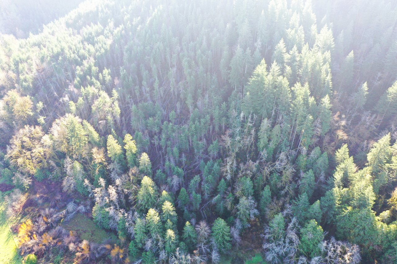 Rust Road Forest