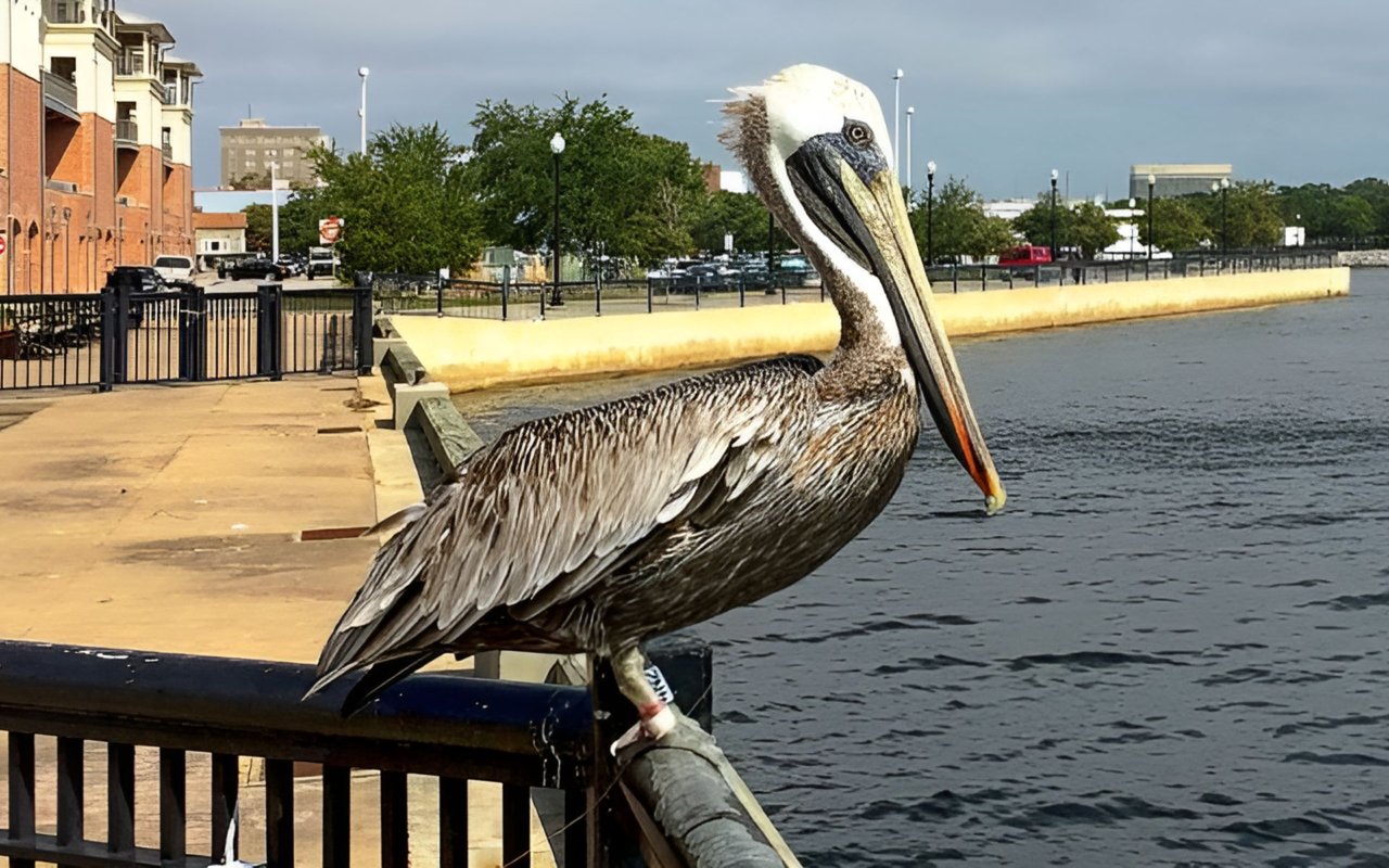 Downtown Pensacola Homes and Lifestyle