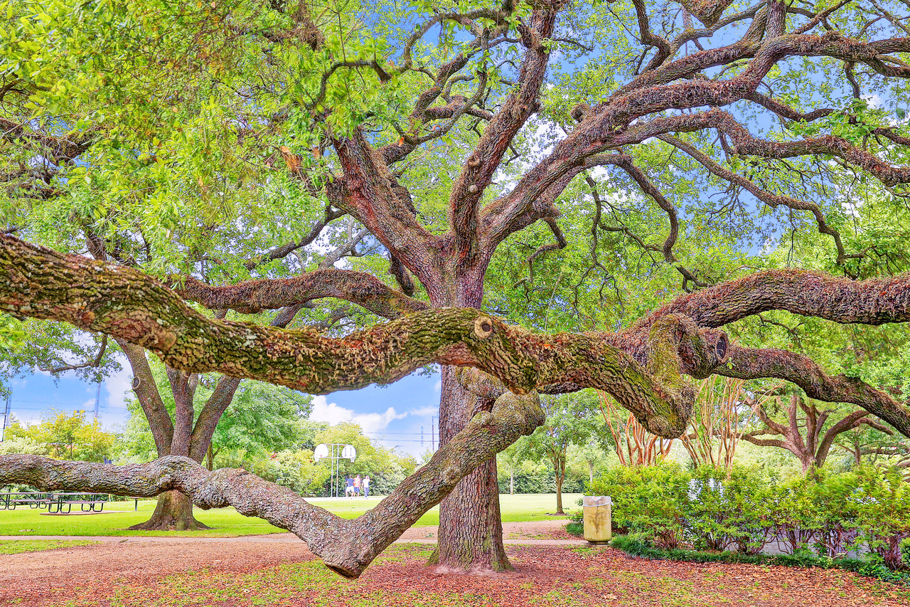 River Oaks