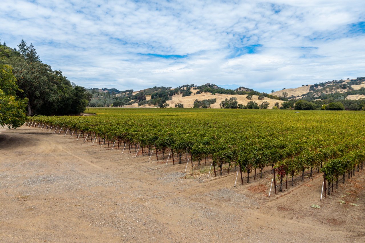 Valentine Vineyard