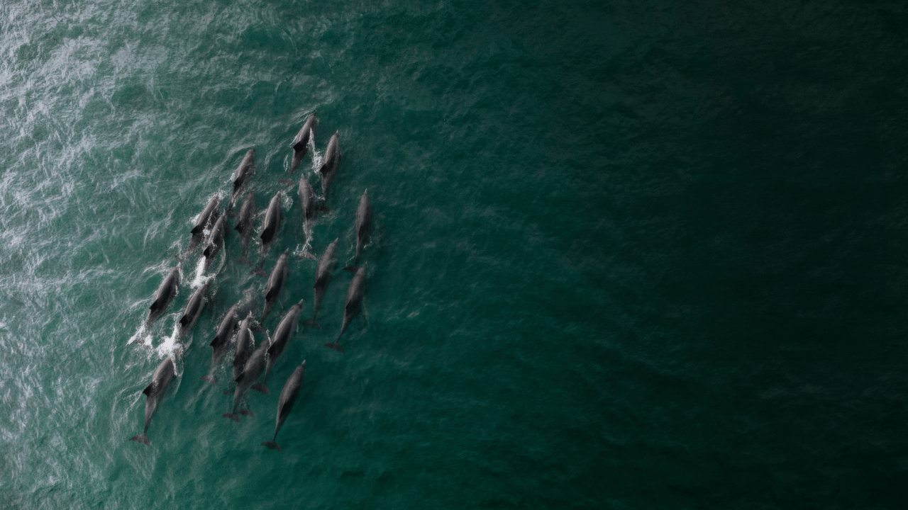 A pod of dolphins swims through green ocean water, viewed from above.