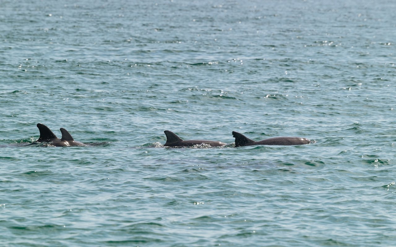 Dolphin