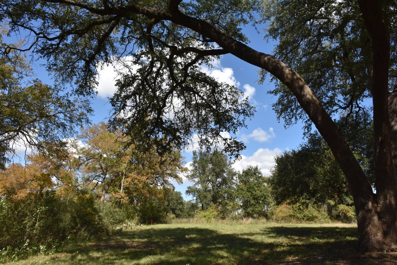 Grassy clearing beneath arching mature trees, with blue sky visible through the canopy.