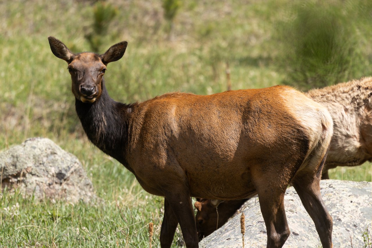 Into the Wild: Discovering Rocky Mountain National Park with Monica