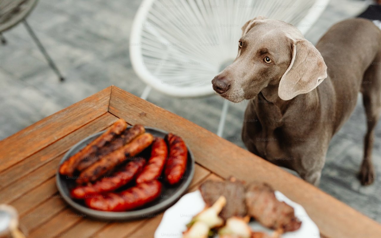 Pet-Friendly Restaurants in Arlington, VA