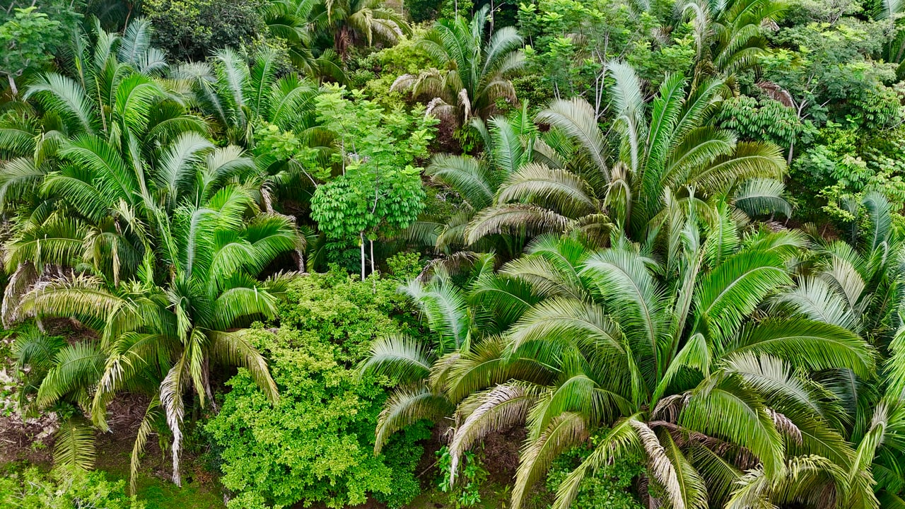 Over 1.4 Acres in Playa Hermosa – Just 5 Minutes from the Beach!