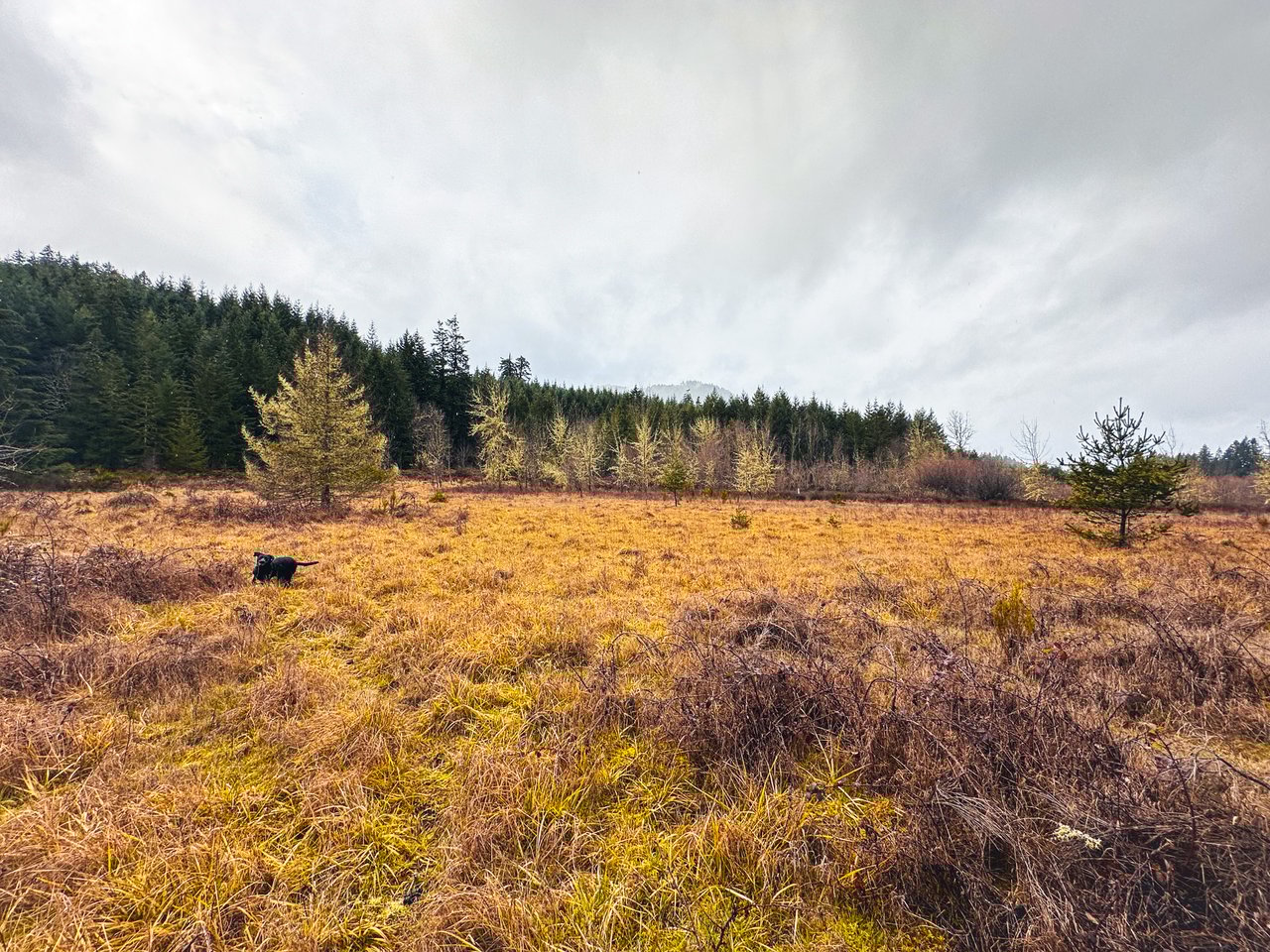 Coast Fork Woodland Meadows
