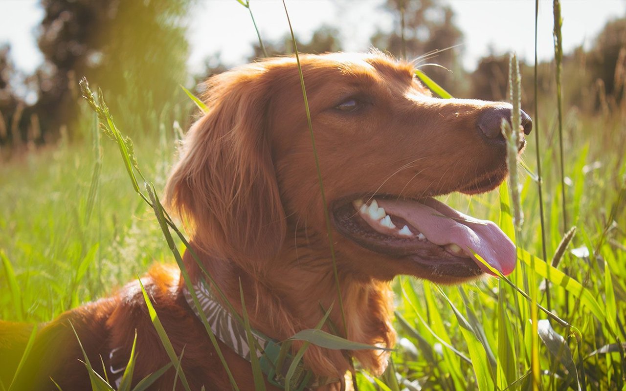 The Top 5 Dog-Friendly Beaches on Hilton Head