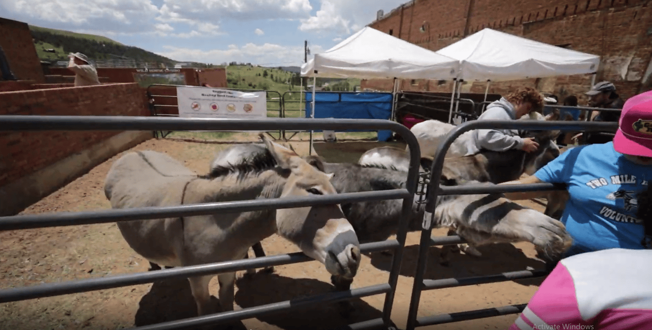 A Colorado Classic: Inside Cripple Creek’s Donkey Derby Days