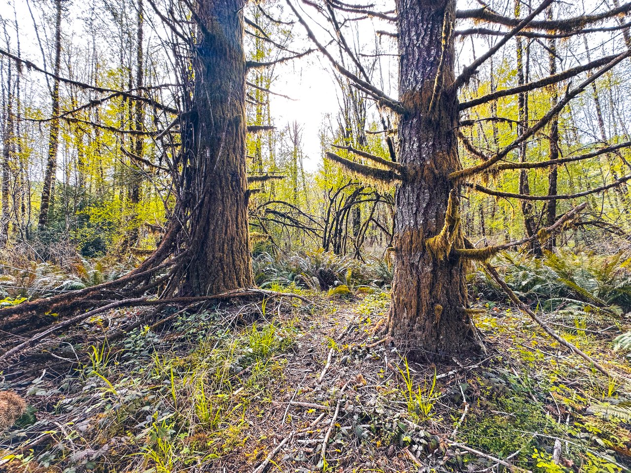 Nelson Mountain Meadows