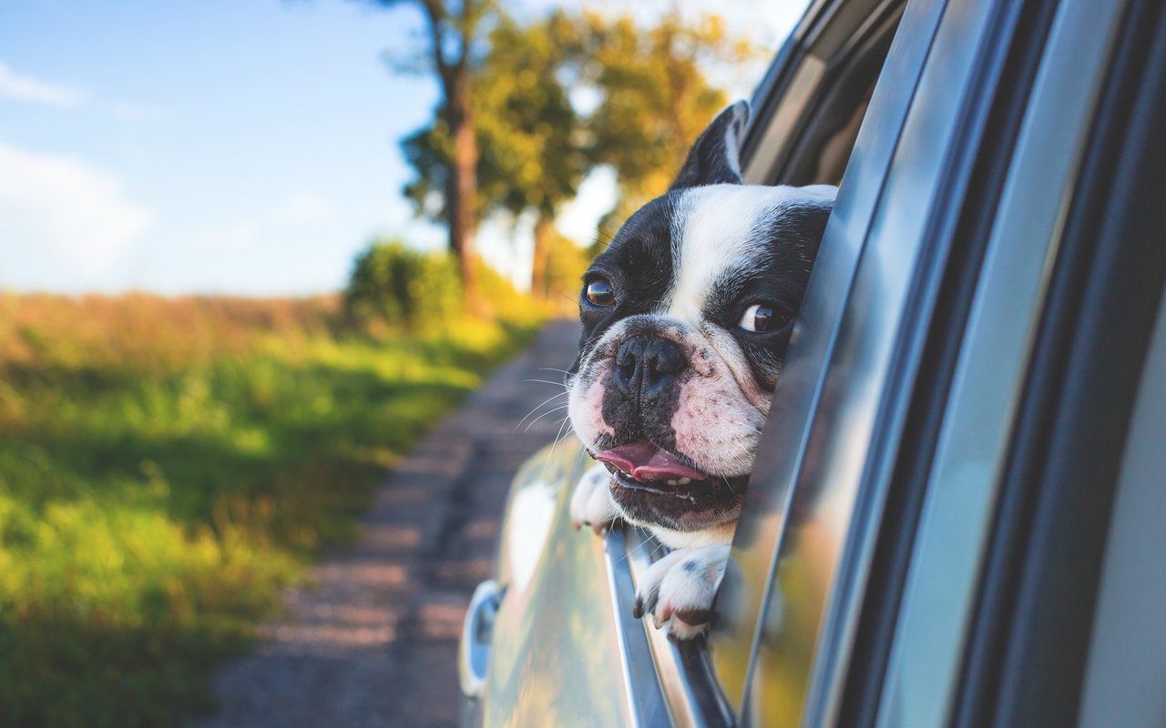 Traveling With Your Fur Babies