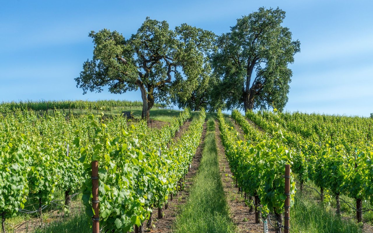 Sonoma