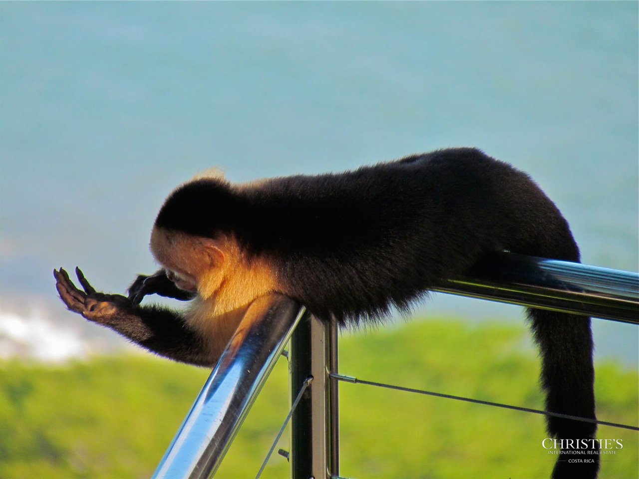 Jungle and Ocean Architectural Masterpiece