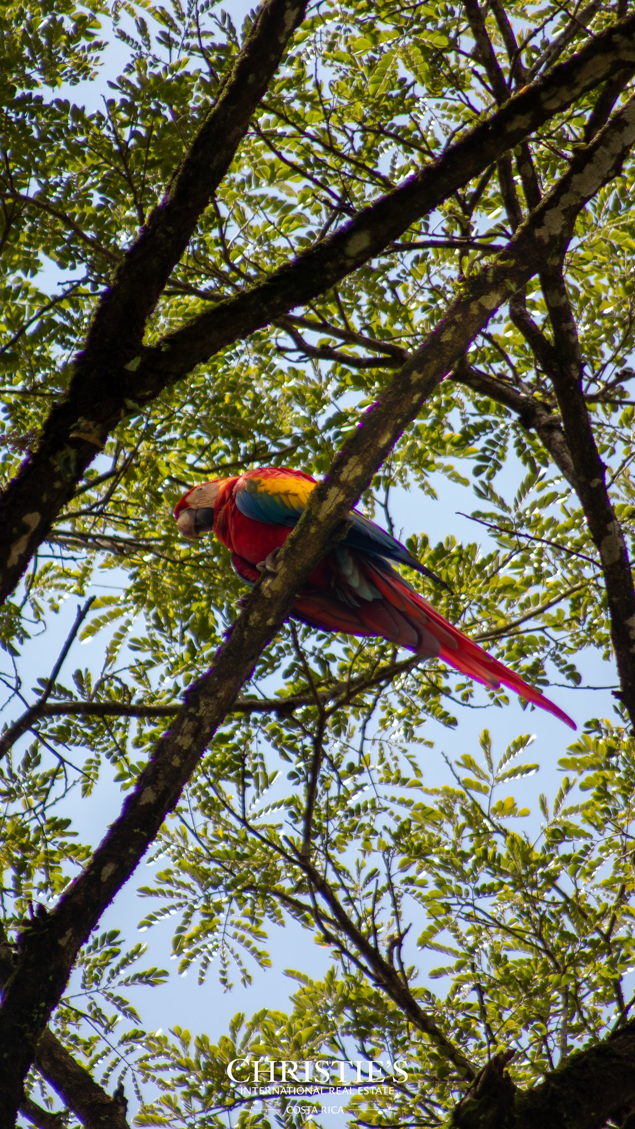 VILLA MAREN | ELEVATED LIVING IN UVITA | DOMINICAL 