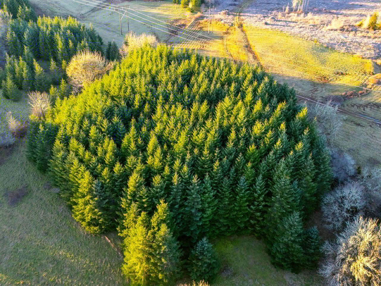 HARRIS FARM & FOREST