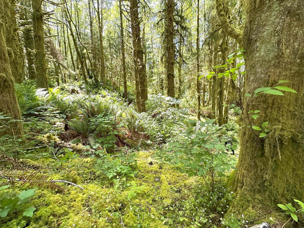 Yaquina Forest