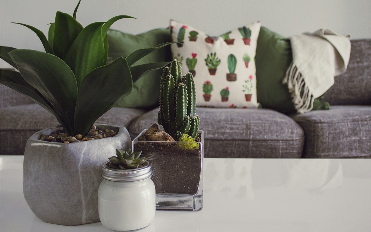 9 Refreshing Ways To Decorate Your Home With Plants