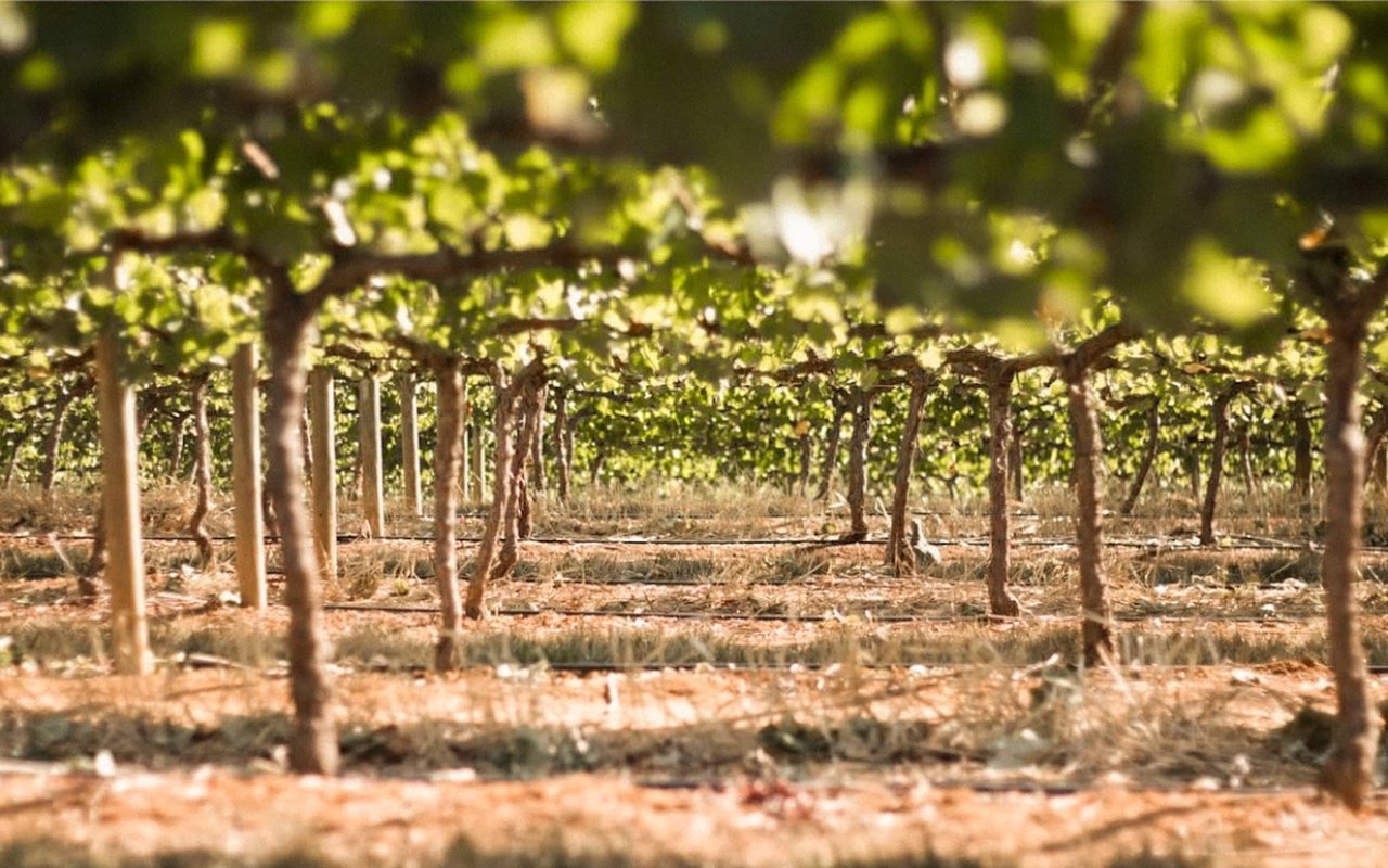 Vineyard in Sonoma County with a view from under the vines