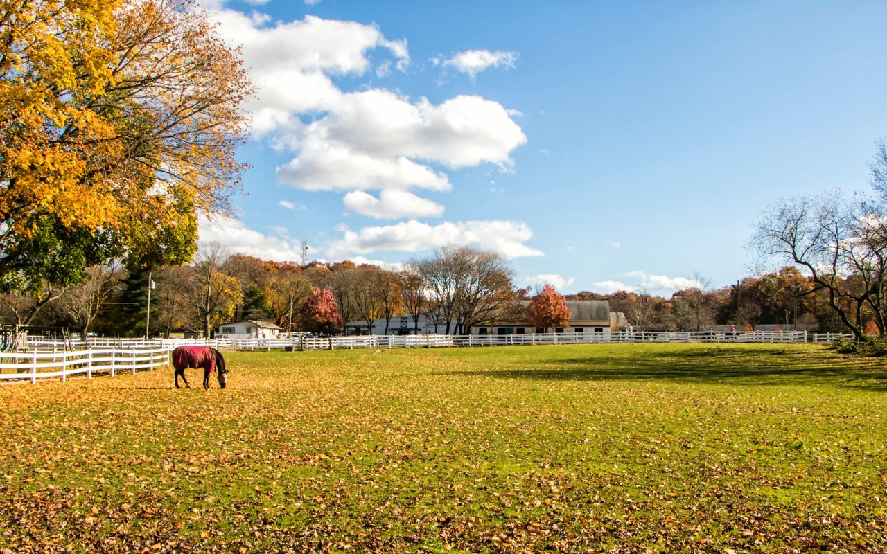 Sun lite image of a white picket fence horse farm with a brown horse covered in a red horse blanket on the left side of the image