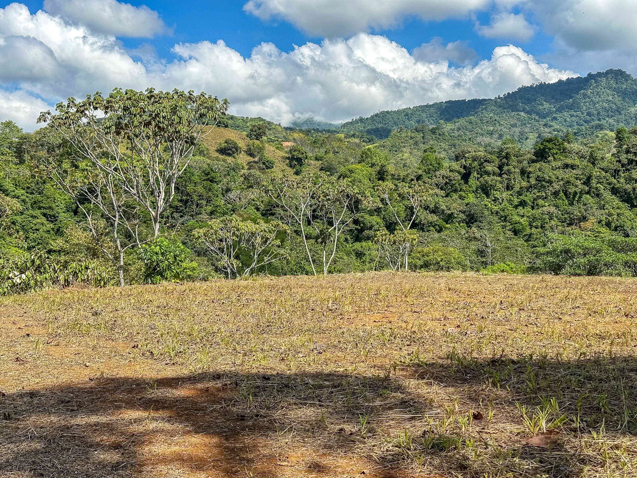 An elevated 1.2 acres lot with two plantels, panoramic mountain and jungle views.