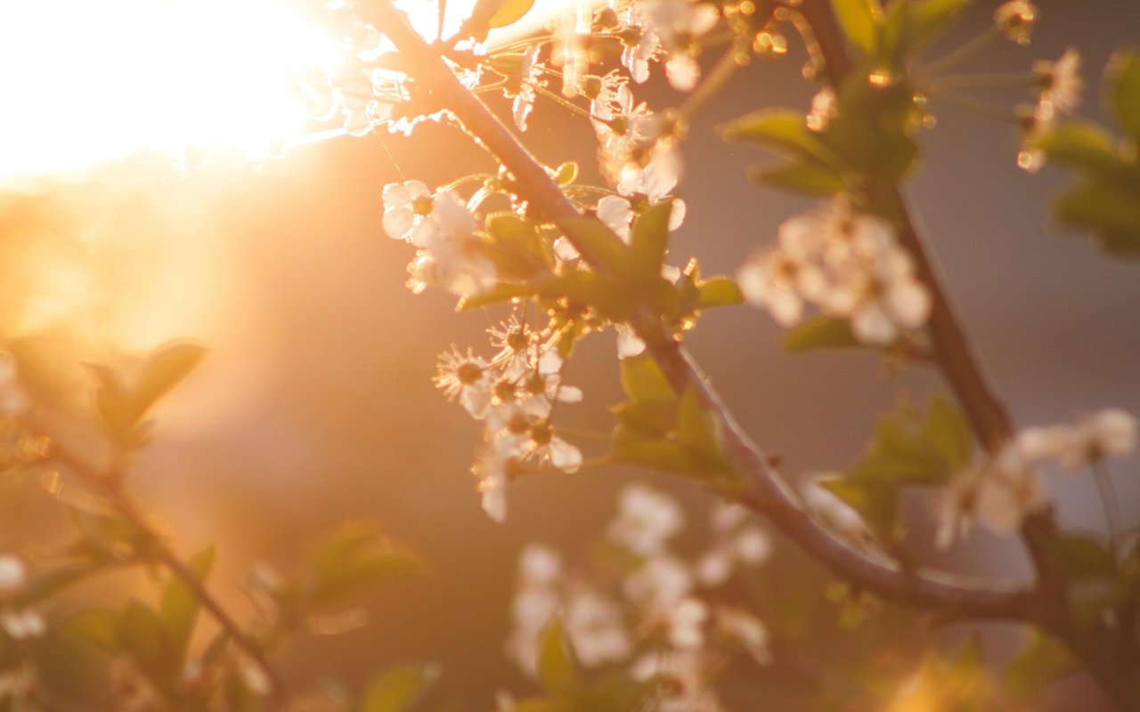 5 Reasons to Sell Your House This Spring