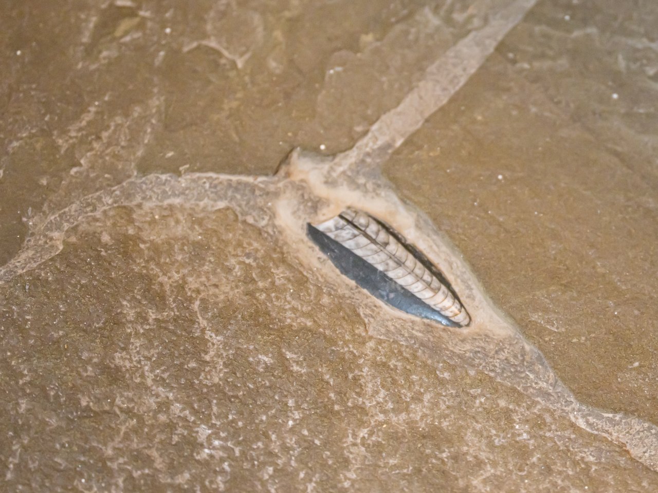 Fossils embedded in mudroom and powder room floors