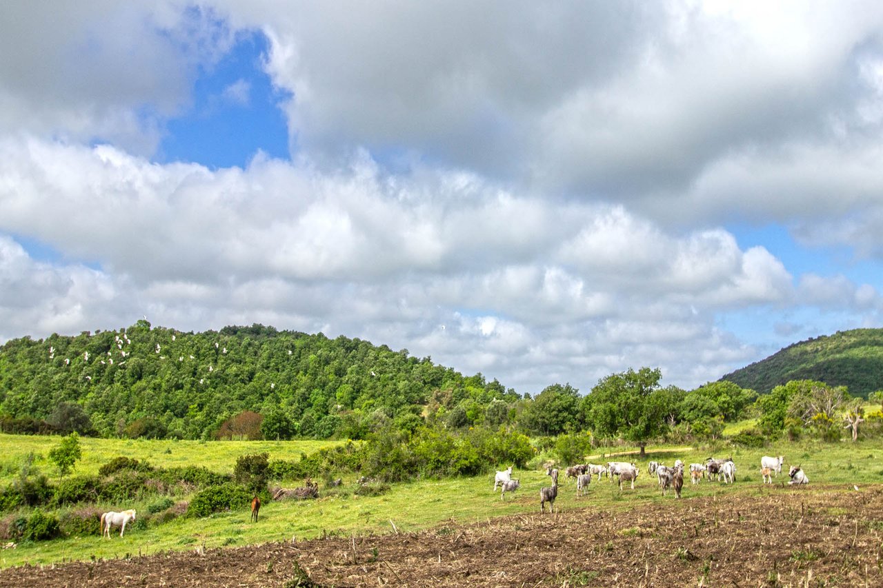 Hunting Reserve - Capalbio