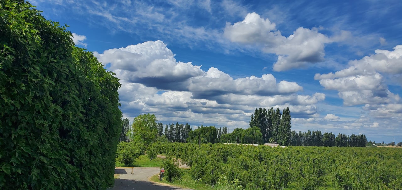 Walnut Grove