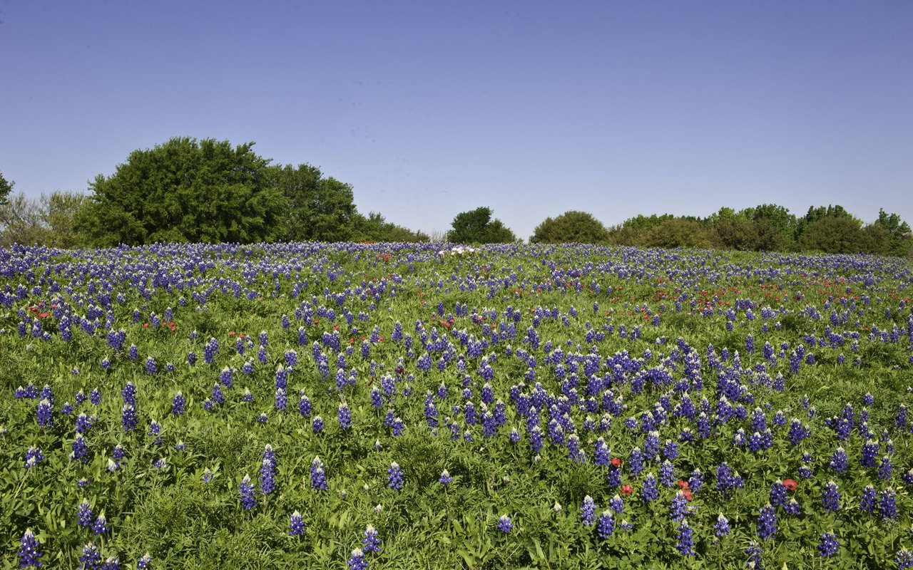 Ridge Lakes, TX