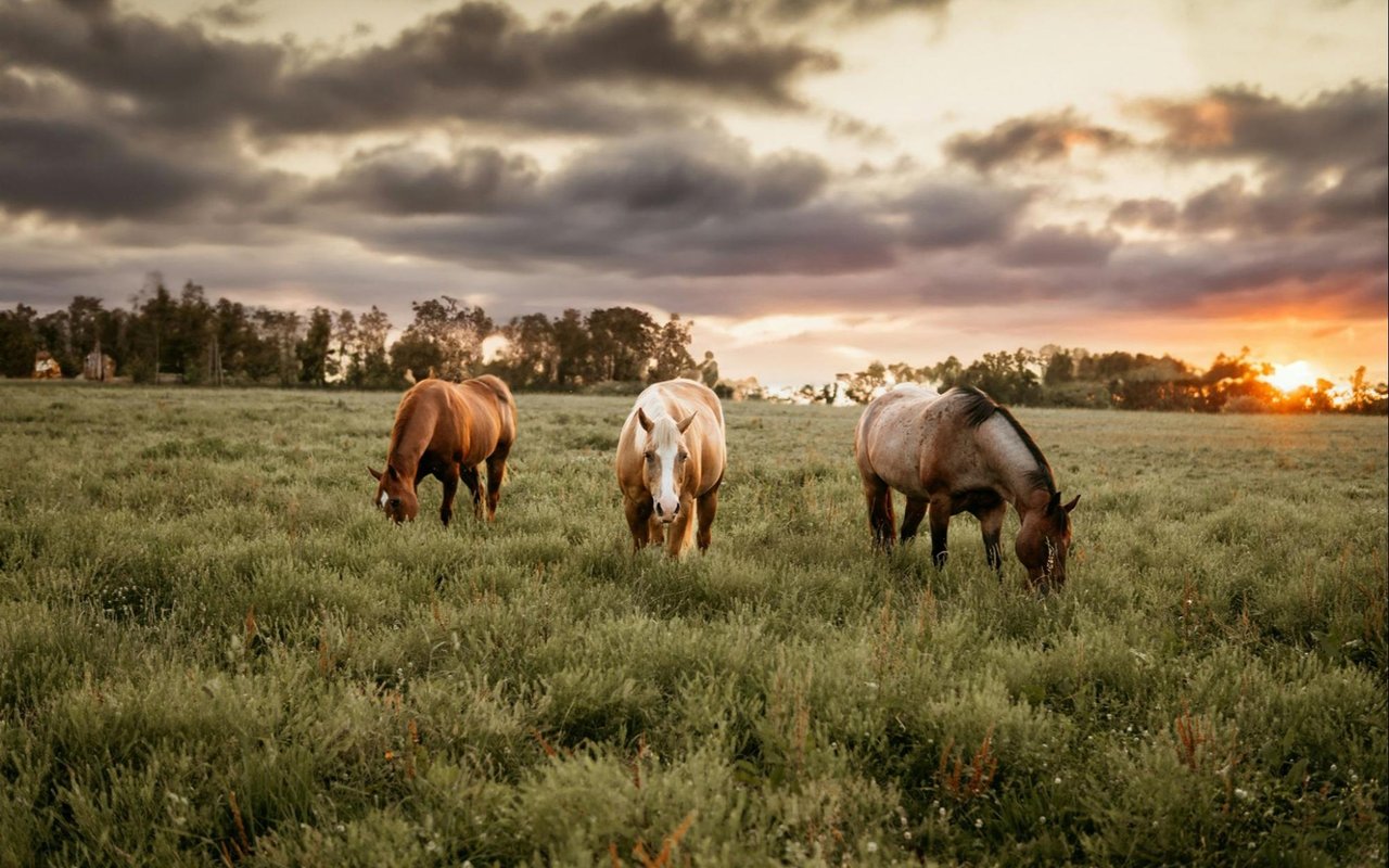 Tips for Selling a Ranch or Land Property in Weatherford