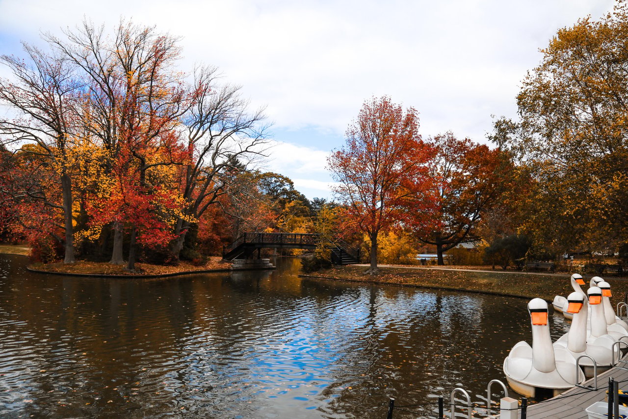 Park pond with a footbridge, autumn foliage, and swan-shaped pedal boats.