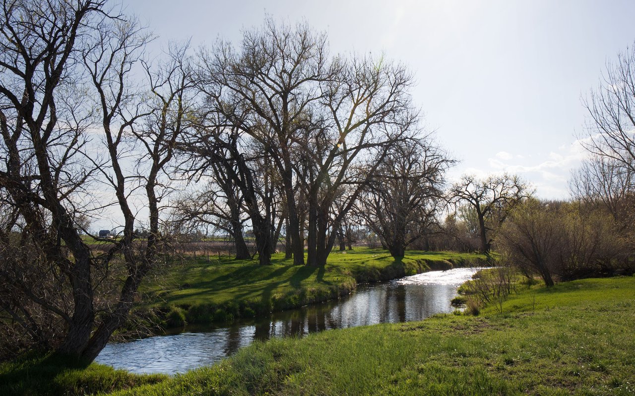A creek winds through green grass beneath leafless trees.