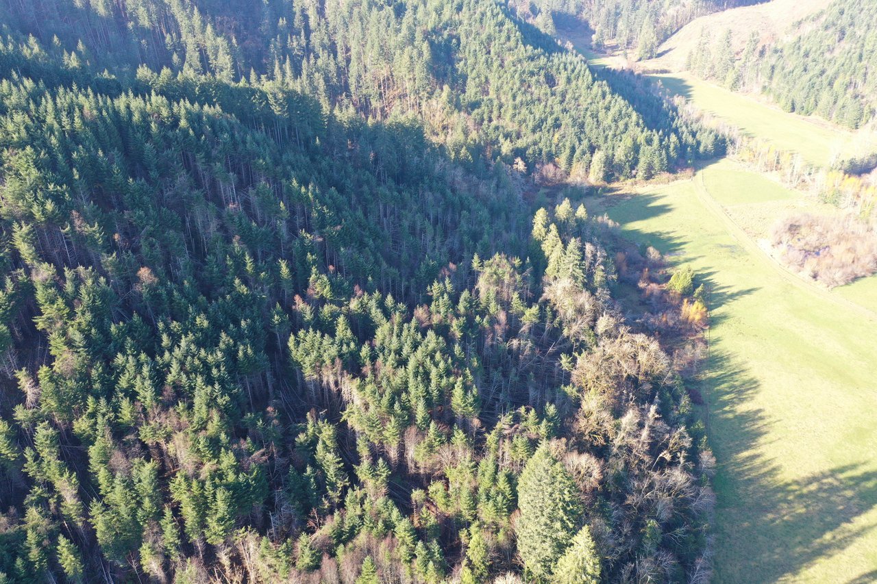 Rust Road Forest