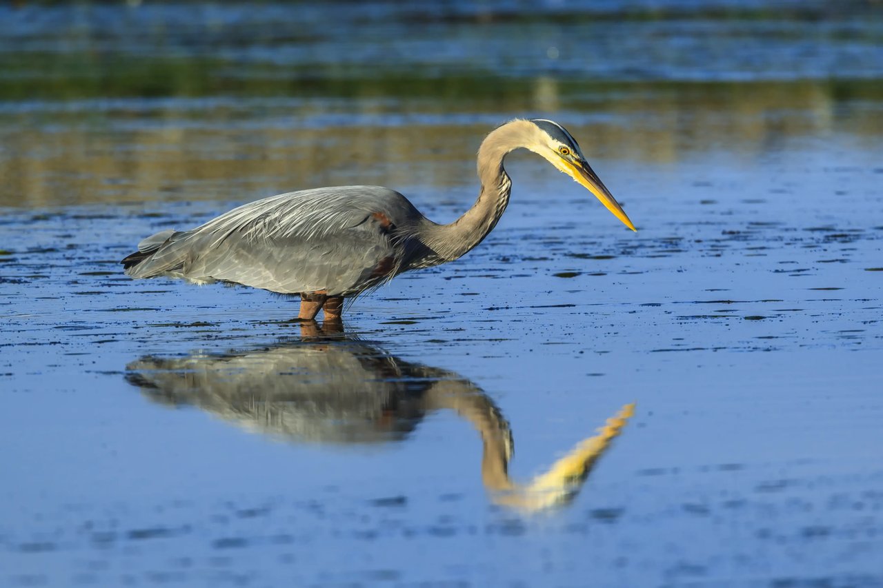 Heron in Bay City Oregon appears to look at its reflection in the water