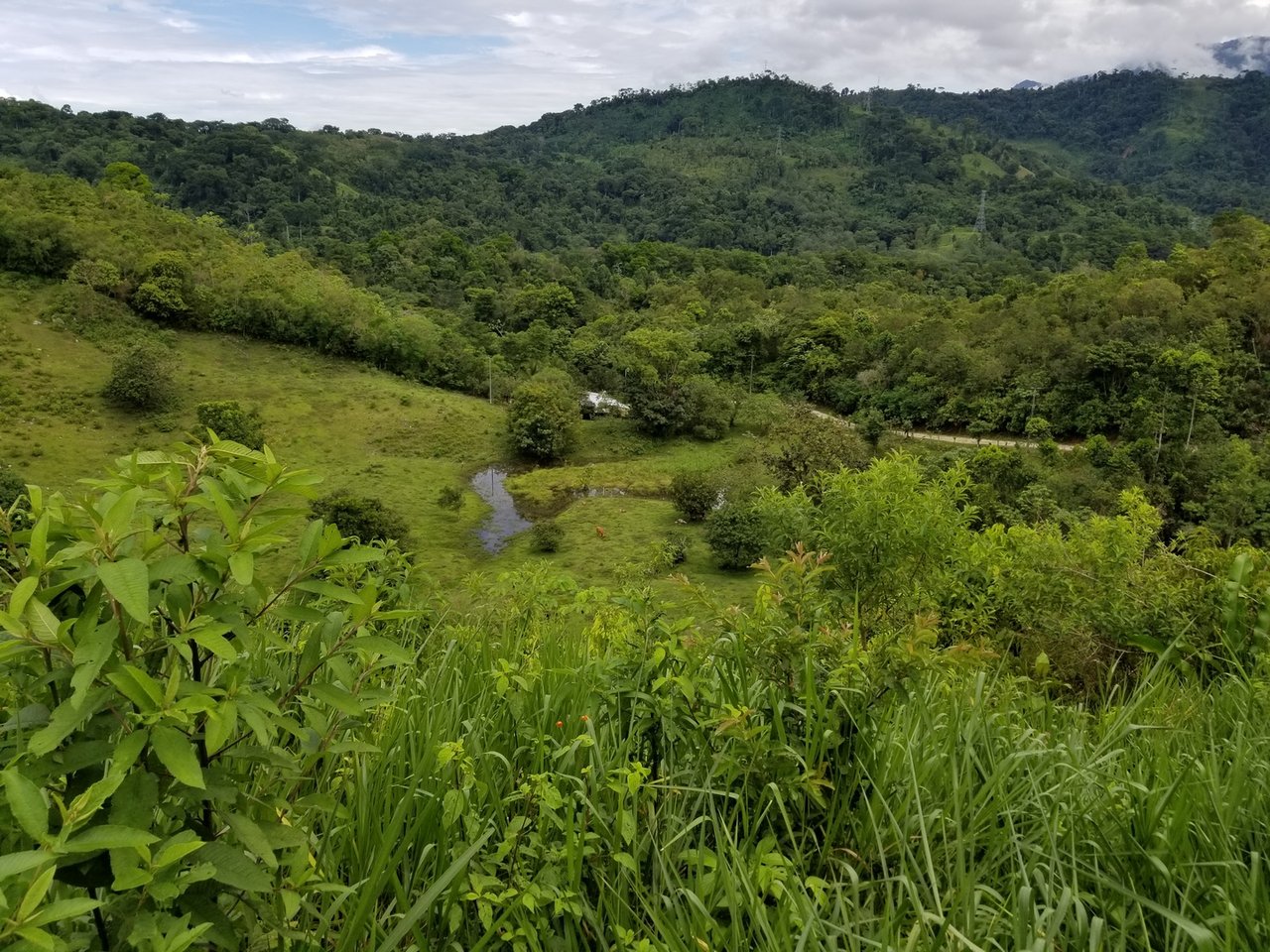 Sustainable Organic Farm, Osa, Puntarenas
